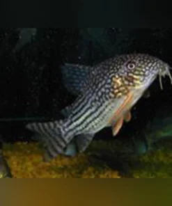 Sterbai Cory – Exotischer Leopardcory mit Goldakzenten