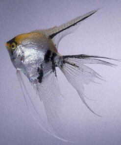 Veil Tail Skalar (Schleier-Skalar) kaufen