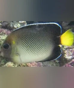 Zierfische Online Kaufen