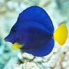 Xanthurus Kaiserfisch kaufen
