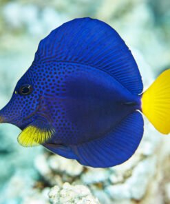 Xanthurus Kaiserfisch kaufen
