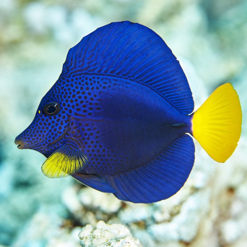 Xanthurus Kaiserfisch kaufen