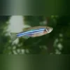 Zebra Danio (Danio rerio) kaufen