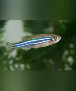 Zebra Danio (Danio rerio) kaufen