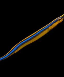 Blaustreifiger Seenadel – Doryrhamphus excisus
