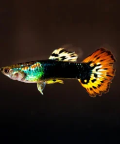 Dragon Guppy (Paar) kaufen