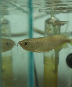 Jardini Arowana