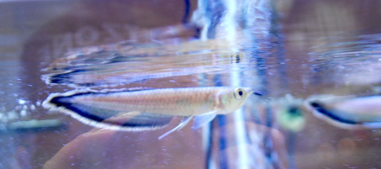 Schwarzer Arowana – Jungtier