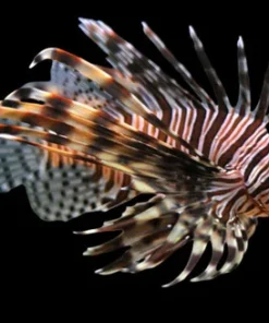 Volitan Löwenfisch (Pterois volitans)